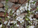 ../thumbnails/058-059.jpg.small.jpeg