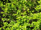 ../thumbnails/060-061.jpg.small.jpeg