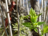 ../thumbnails/061-062.jpg.small.jpeg
