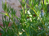 ../thumbnails/063-064.jpg.small.jpeg