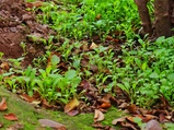../thumbnails/136-137.jpg.small.jpeg