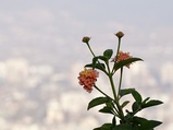 ../thumbnails/144-145.jpg.small.jpeg