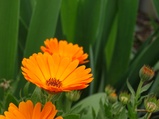 ../thumbnails/034-035.jpg.small.jpeg