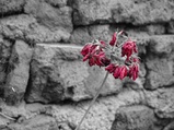 ../thumbnails/042-043.jpg.small.jpeg