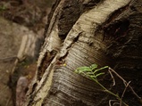 ../thumbnails/046-047.jpg.small.jpeg