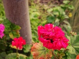 ../thumbnails/049-050.jpg.small.jpeg