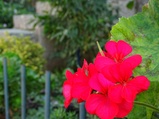 ../thumbnails/095-096.jpg.small.jpeg