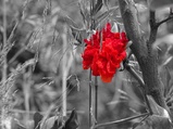 ../thumbnails/096-097.jpg.small.jpeg