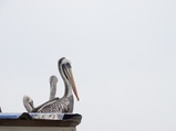 ../thumbnails/097-098.jpg.small.jpeg