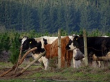 ../thumbnails/104-105.jpg.small.jpeg