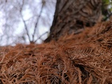 ../thumbnails/111-112.jpg.small.jpeg