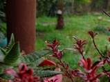 ../thumbnails/116-117.jpg.small.jpeg