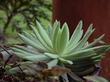 ../thumbnails/117-118.jpg.small.jpeg