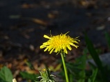../thumbnails/127-128.jpg.small.jpeg