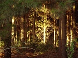 thumbnails/006-007.jpg.small.jpeg
