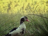 ../thumbnails/017-018.jpg.small.jpeg