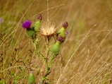 ../thumbnails/028-029.jpg.small.jpeg