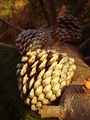 ../thumbnails/030-031.jpg.small.jpeg