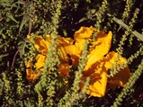 ../thumbnails/031-032.jpg.small.jpeg