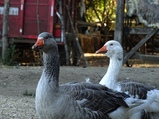 ../thumbnails/032-033.jpg.small.jpeg