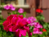 ../thumbnails/042-043.jpg.small.jpeg