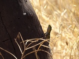 ../thumbnails/043-044.jpg.small.jpeg