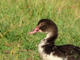 ../thumbnails/044-045.jpg.small.jpeg