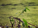 ../thumbnails/050-051.jpg.small.jpeg