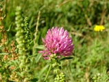 ../thumbnails/051-052.jpg.small.jpeg
