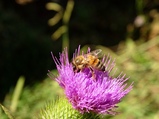 ../thumbnails/065-066.jpg.small.jpeg