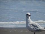 ../thumbnails/079-080.jpg.small.jpeg