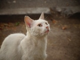 ../thumbnails/082-083.jpg.small.jpeg