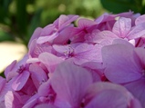 ../thumbnails/084-085.jpg.small.jpeg