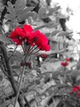 ../thumbnails/085-086.jpg.small.jpeg