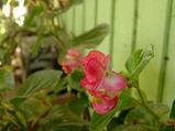 ../thumbnails/086-087.jpg.small.jpeg