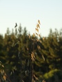 ../thumbnails/087-088.jpg.small.jpeg