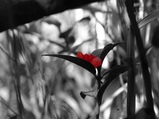 ../thumbnails/089-090.jpg.small.jpeg