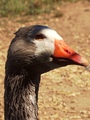 ../thumbnails/098-099.jpg.small.jpeg
