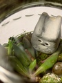 ../thumbnails/099-100.jpg.small.jpeg