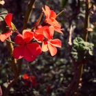 ../thumbnails/099-100.jpg.small.jpeg